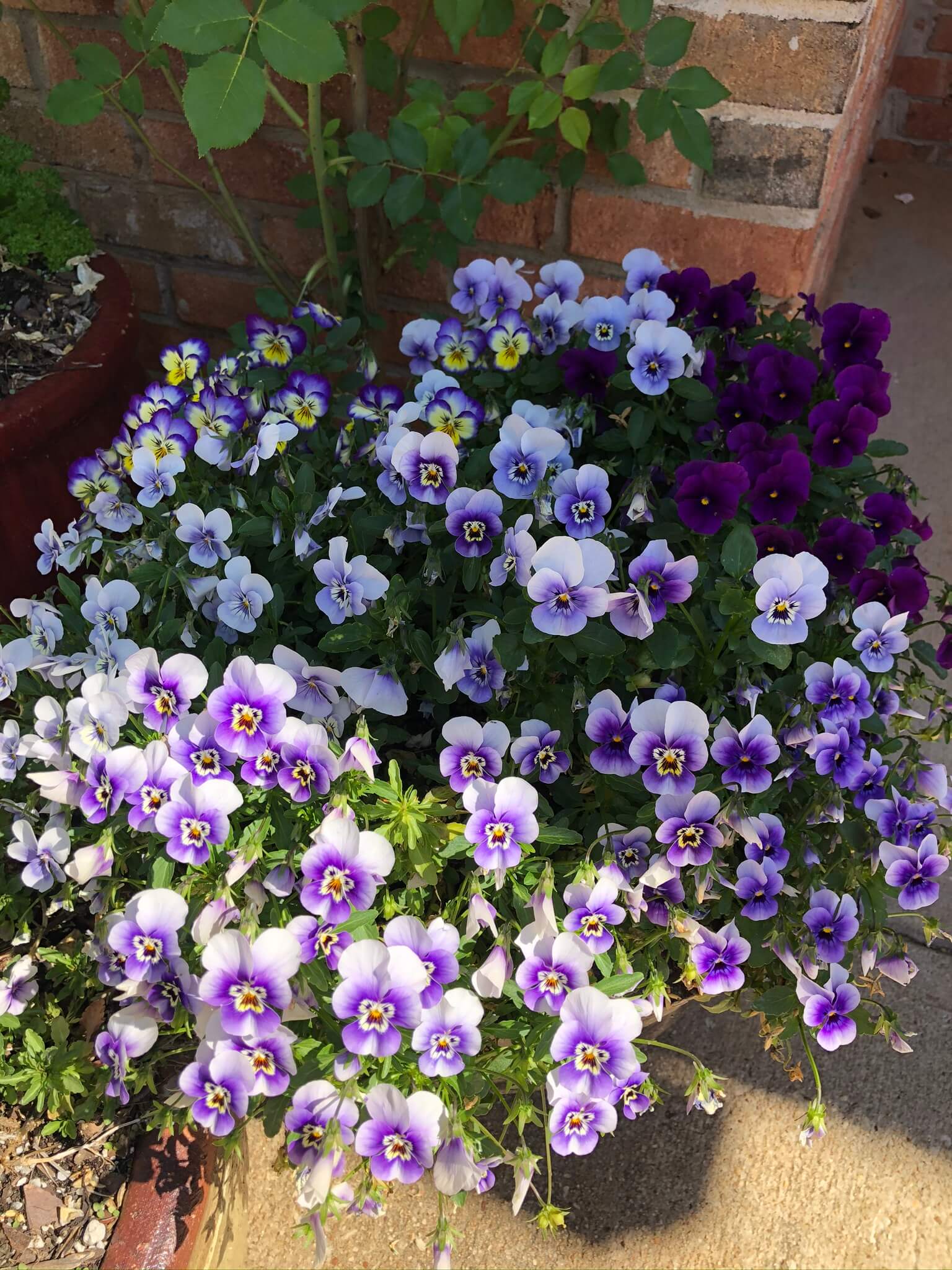 IMG_9836 Flowery Branch, GA Landscape Maintenance Services